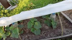 Грядки под спанбондом после недельной жары.