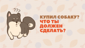Твои первые шаги, когда купил собаку. Что нужно сделать в первую очередь?
