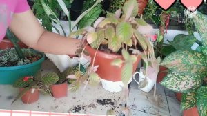 Episcia Hanging Plant/Most Effective Propagation/Gee Channel