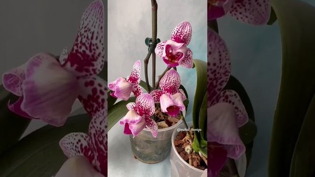 Пелоры Phal. Dragon Maple peloric ? & phal. Formosa Cranberry ? Похожие и такие разные орхидеи