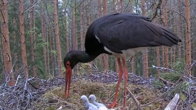 Черный аист . Аистиха кормит маленьких аистят. Storks Are 2 Days Old.