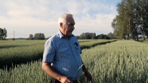 Фазы роста и развития пшеницы 5