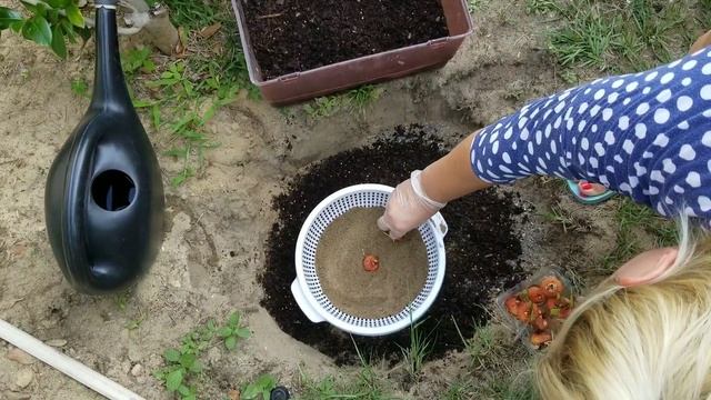 Купила гладиолусы за 1$/ Посадила в дуршлаге/Огород на песчаной почве смотреть онлайн