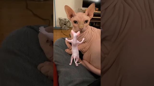 Dancing Sphynx Returns!