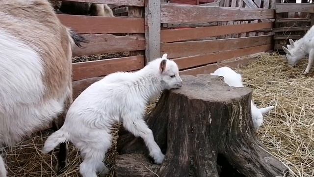 Новорождённые козлята.