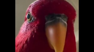 Красный попугай издаёт странные звуки. Фулл мема из тик тока.