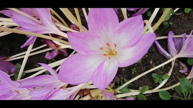 ??БЕЗВРЕМЕННИК ОСЕННИЙ. КОЛХИКУМ. ОСЕННИК смотреть онлайн