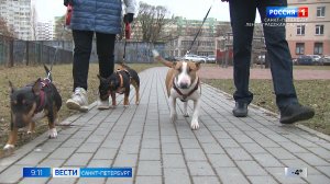 В Петербурге более 5000 человек пострадали от нападений собак