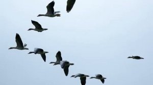 "Перелетные птицы"_Хусейн Расаев