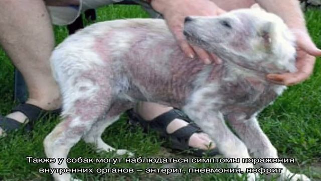 Причины и лечение зуда у собаки смотреть онлайн