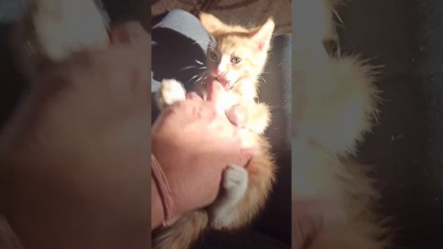 Россия. Сибирь. Ангарск. Черемхово. 14.10.2023г. (17-18.10.2023г.). Покров день, осень, октябрь. смотреть онлайн