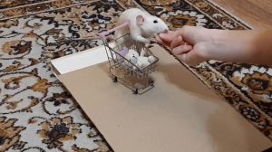 Дрессировка крыс/ Rats tricks. Освальд и Лиам 11 месяцев