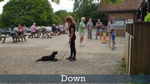 Monty the Cocker Spaniel - 3 Weeks Residential Dog Training