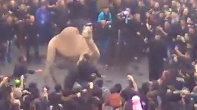 жертвоприношение верблюда