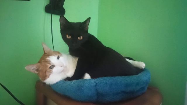 Котосемья. Милота!!!