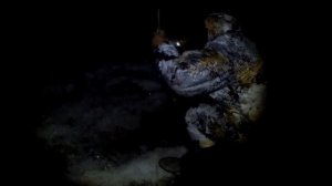 Рыбалка зимой на хапугу хлопок. Рыбалка с ночевкой. Карась. Щука.