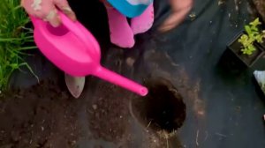 Посадка спиреи японской