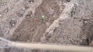 СЕКРЕТЫ ПОСАДКИ СТОЛОВОЙ СВЁКЛЫ.