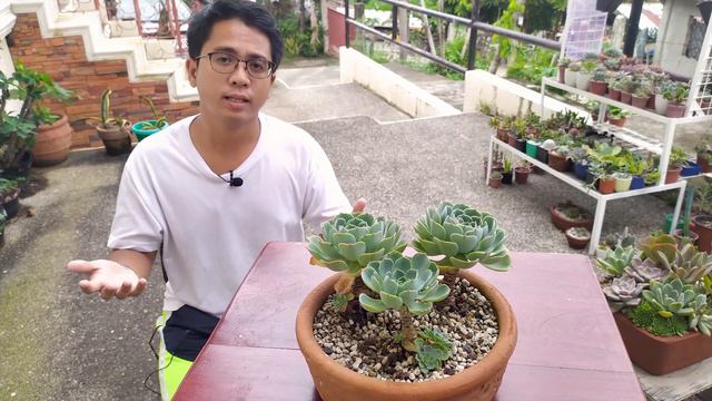 Echeveria Imbricata 101 / Basic Care, Troubleshooting & Propagation para sa "Rose Cabbage" 🌿🌹🌿 смотреть онлайн