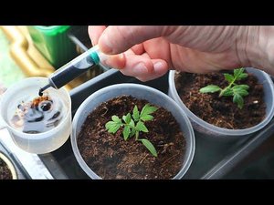 С этой подкормкой твоя рассада разжиреет! Гумат калия для рассады томатов и перца подкормка.