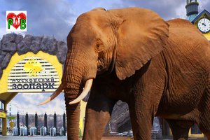 Обзорная экскурсия по Московскому зоопарку