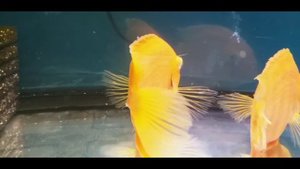 Новый Аквариум Отсадник Карантинный аквариум Как лечить рыбок