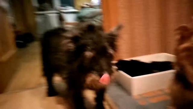 Когда хочешь поспать но младший брат вредина смотреть онлайн