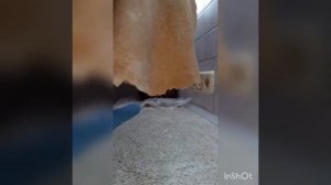 Лаваш ПП из цельнозерновой муки в домашних условиях