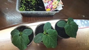 Эксперимент: Огурцы под лампой ДНАТ дома. начало.10 день(вторая часть видео засвечена лампой)