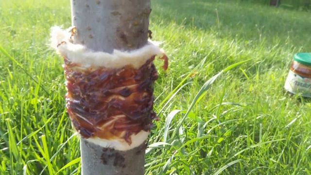 КАК БОРОТЬСЯ с МУРАВЬЯМИ и ТЛЕЙ на деревьях! ДЕШЕВЫЙ и ПРОСТОЙ способ. ПРОВЕРЕННО!