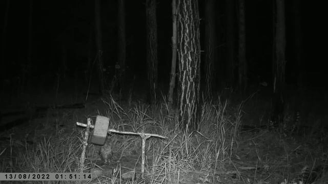 Ночная охота! Сова в деле! смотреть онлайн