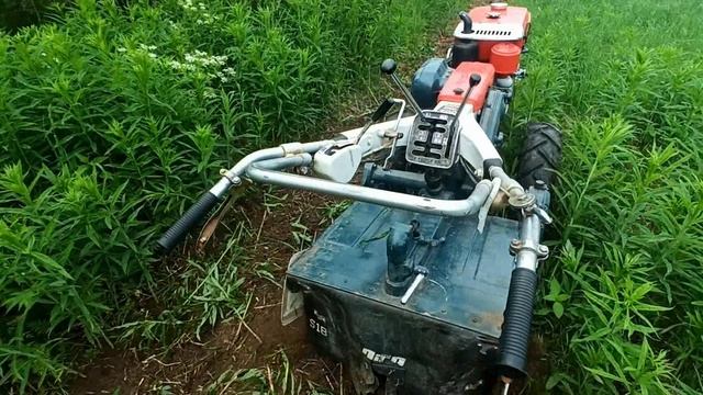 Дизельный мотоблок по зеленой траве через месяц после фрезерования и посадка картофеля в конце июня