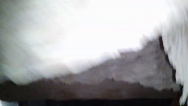 Самое большое гнездо Шёршней