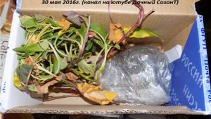 Отзыв о посылке с сайта "Бататовые куши"