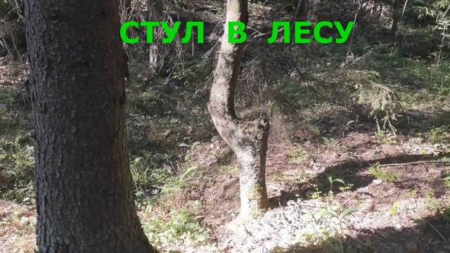 Стул в лесу для зверей. Надо же такое! Стихи детям смотреть онлайн