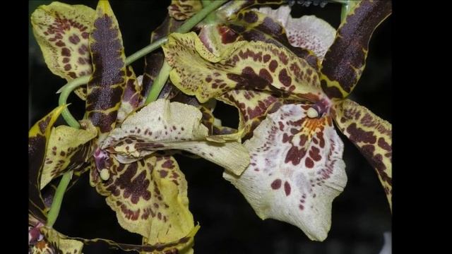 Вальс Орхидея Vasili Andreyev Waltz Orchid смотреть онлайн