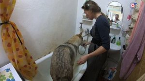 Как понять, о чем думает ваша собака? Советы эксперта психологии животных