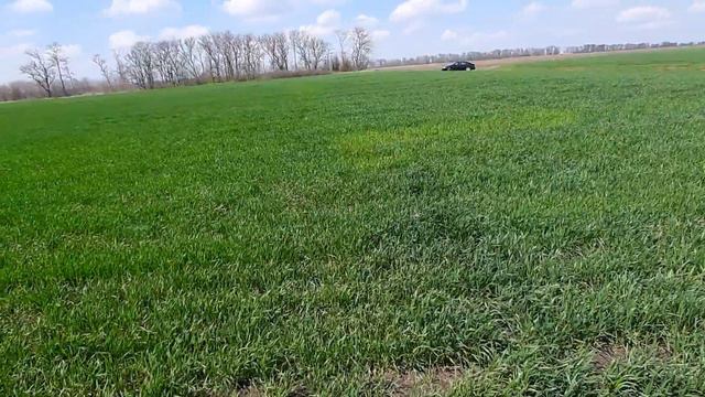 90 дней после внесения 5 видов удобрений по 700 кг на гектар по озимой пшенице. смотреть онлайн