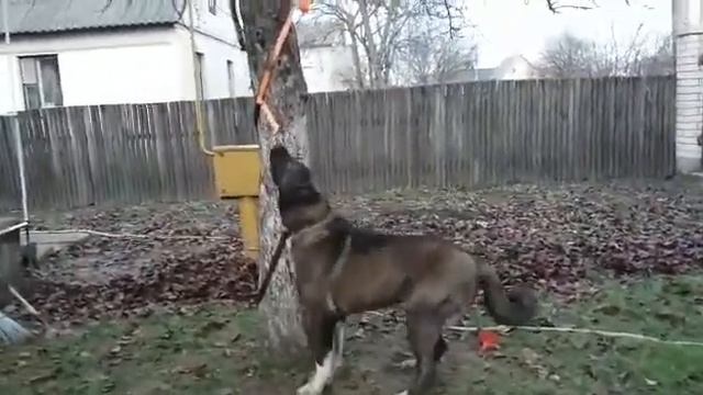 Халк смотреть онлайн