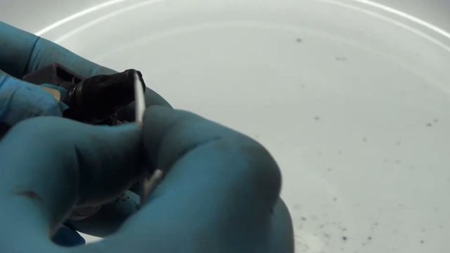 CX-5 2012 Diesel MAP Sensor Cleaning ( 80000km 20month ) смотреть онлайн