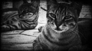 СТРАШНЫЕ ИСТОРИИ "КОТЫ УЛЬТАРА" История на ночь