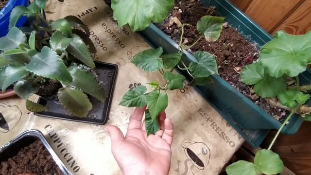 сажаем батат смотреть онлайн