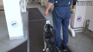 Кирилл и хаски Фрея. Занятие по дрессировке (общий курс дрессировки): обучение собаки команде Ко мне