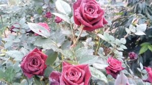 Роза Блэк Баккара. Black Bakkara rose. Черная роза. Осеннее цветение