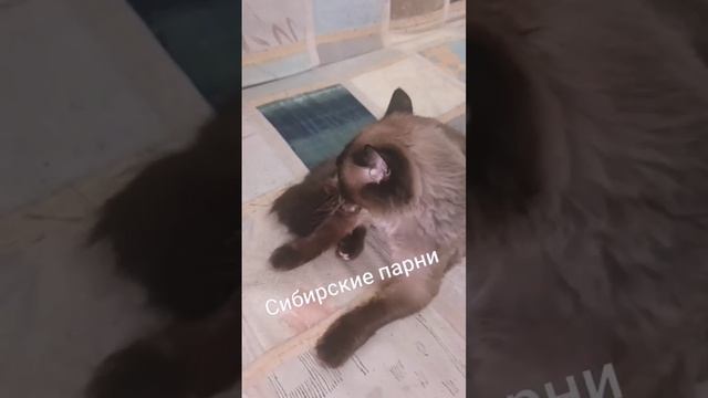 дар смотреть онлайн