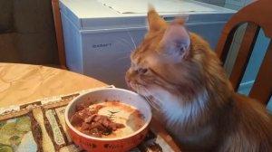 Мейн-кун Стёпа. Как кушает мейн-кун.