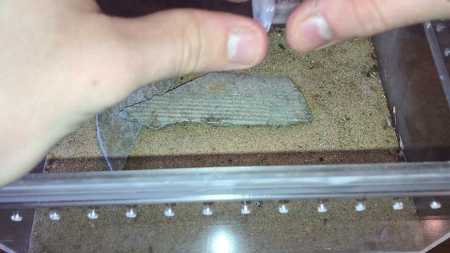 Распаковка: купил СКОРПИОНОВ по почте! Шли 2-недели! Как перенесли дорогу? Пересадка скорпионов смотреть онлайн