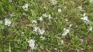 Скифские тюльпаны на склонах Керчи. Весны красоты. Не рвите цветы, не рвите !