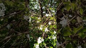 (№37) Красивое зрелище. Груша „Северянка"