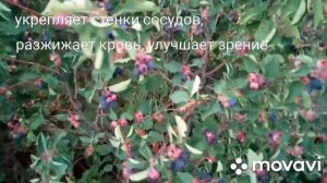 #ирга #ягода Ирга -ягода здоровья!!! Обзор и дегустация